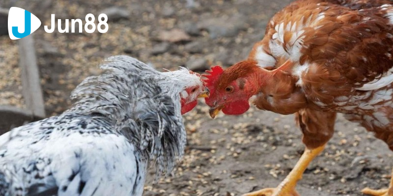 Khám Phá Thế Giới Đá Gà 88 Và Cẩm Nang Chơi Đầy Đủ 4 Chia sẻ đến bạn một vài lưu ý khi chơi đá gà