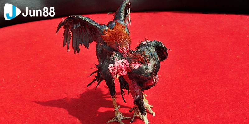 Cách chơi đá gà VSS388 hiệu quả và những kinh nghiệm từ cao thủ