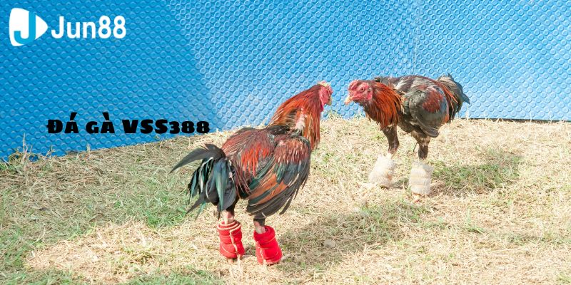 Vì sao đá gà VSS388 lại được nhiều người yêu thích