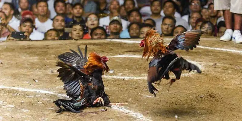 Đá Gà Thomo Trực Tiếp - Loại Hình Hấp Dẫn Cho Anh Em Sư Kê 4 Luật chơi đá gà Thomo trực tiếp bạn cần biết