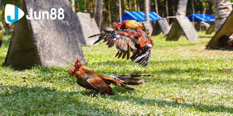 Những Mẹo Dành Cho Người Mới Chơi Đá Gà Tre 2 Chia sẻ bí quyết giúp bạn lựa giống gà đá tốt