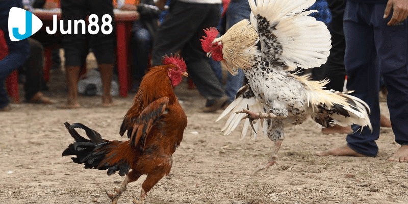 Những Mẹo Dành Cho Người Mới Chơi Đá Gà Tre 3 Hướng dẫn bạn cách chăm sóc gà tre