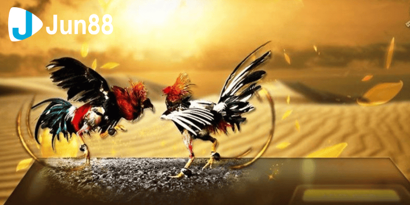 Những Mẹo Dành Cho Người Mới Chơi Đá Gà Tre 4 Chiến thuật thi đấu đỉnh cao từ các chuyên gia
