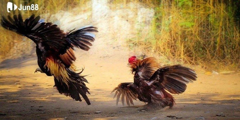 mot-so-keo-dinh-cao-chi-co-tai-da-ga-thomo-hom-nay